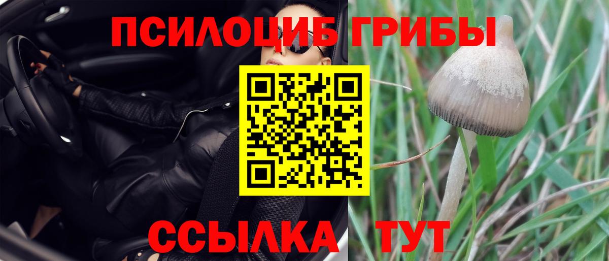 Псилоцибиновые грибы Psilocybe Ачхой-Мартан